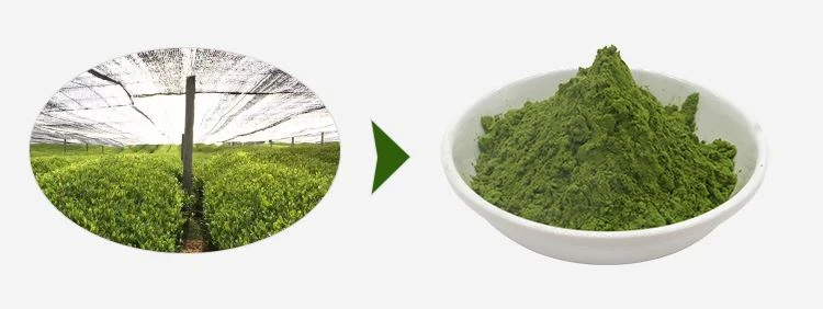 Wholesale Matcha Green Tea Powder 1