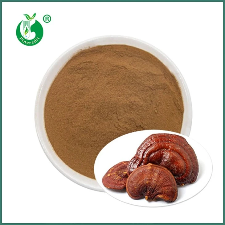 Reishi ekstrakta pulveris